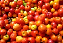 Prefeitura de Juazeiro divulga cotação dos hortifrutigranjeiros comercializados no Mercado do Produtor desta segunda-feira (21)