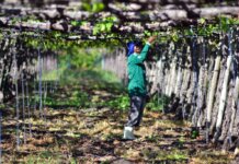 Petrolina se consolida como uma das melhores cidades do Brasil para fazer negócios no agro