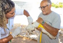 Prefeitura leva vacina antirrábica para animais durante o Bora Petrolina