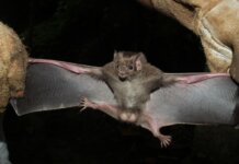 Adagro realiza capacitação em captura de morcegos hematófagos para reforço no controle da raiva dos herbívoros em PE