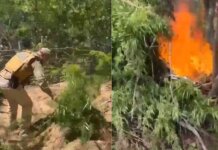 Operação integrada erradica mais de 1,6 mil pés de maconha no Sertão de Pernambuco