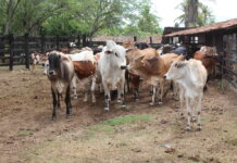 Última semana para produtores pernambucanos atualizarem cadastro dos rebanhos junto à Adagro