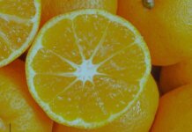 Embrapa reúne especialistas para debater desafios da fruticultura brasileira
