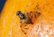 Sanidade vegetal é fator decisivo para o crescimento das exportações de frutas brasileiras