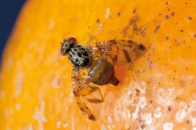 0746a-mosca-das-frutas_mobile.jpg