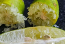 SP registra primeira variedade brasileira do limão caviar, fruta que pode atingir R$ 1,2 mil o quilo