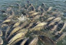 Consumo de peixes de cultivo cresce no primeiro semestre de 2026