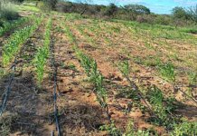 Prefeitura de Petrolina auxilia agricultores beneficiados pelo Programa Terra Forte na montagem de sistema de irrigação