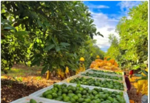 Tradição japonesa traz excelência à avocado hass made in Brazil