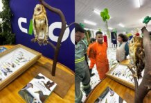 Exposição do Cemafauna Caatinga aproxima público da biodiversidade da Caatinga em Santaluz na Bahia