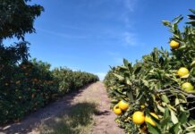 Tecnologias impulsionam a fruticultura na Zona da Mata mineira