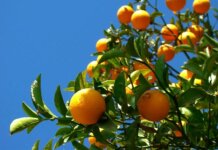 Fruticultura é aposta para diversificar a renda de produtores da Zona da Mata