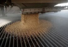 ABIOVE projeta processamento recorde de soja para 2026