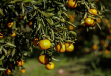 Como os agricultores enfrentam o frio rigoroso e garantem frutas mais doces e hortaliças durante o ano todo nas mesas da Serra