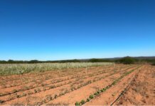 Prefeitura de Petrolina mantém programas de incentivo à agricultura familiar no município