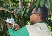 Moscamed reforça importância do monitoramento de moscas-das-frutas com o início da safra de manga para os Estados Unidos
