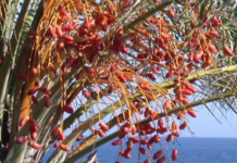 Brasil pode se tornar exportador de fruta típica do Oriente Médio