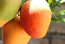Adab intensifica em 2009 controle biológico de pragas da fruticultura