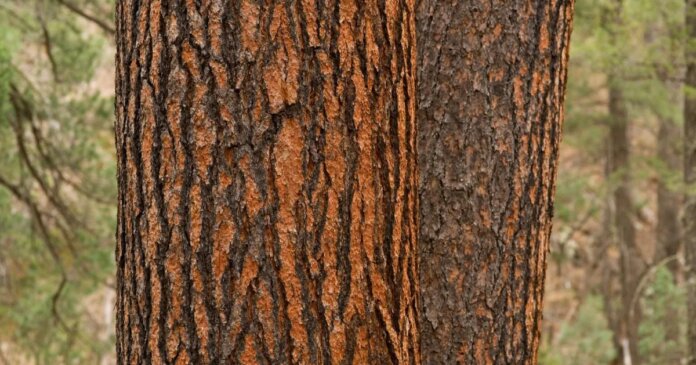 pinus.jpg