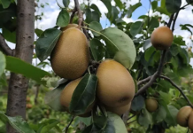 BRS Áurea: nova cultivar de pera é adaptada ao Sul do Brasil