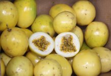 Cultivares de maracujá do IAC avançam pelo Brasil e ampliam oferta para indústria de polpas
