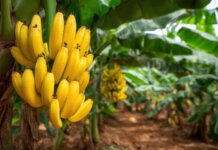 Dia de Campo do Sebrae-SP destaca inovação na produção de maracujá e banana em Bauru