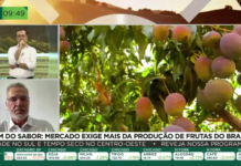 Frutas brasileiras enfrentam mercado internacional cada vez mais exigente