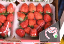 Prefeitura de Juazeiro divulga cotação dos hortifrutigranjeiros comercializados no Mercado do Produtor nesta sexta-feira (25)