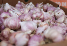 Prefeitura de Juazeiro divulga cotação dos hortifrutigranjeiros comercializados no Mercado do Produtor nesta terça-feira (6)